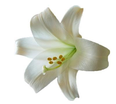 百合花免抠(400x359)