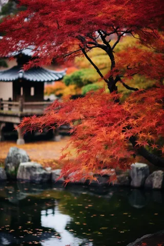 秋末雨过红枫叶苏州庭院风景摄影图