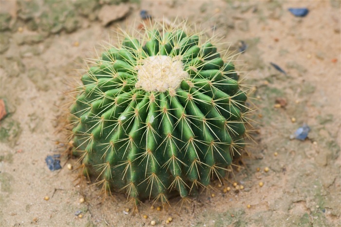 高清仙人球摄影素材