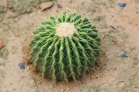 高清仙人球摄影素材 高清仙人球摄影素材
