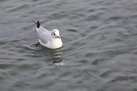 湖中浮水海鸥图片 湖中浮水海鸥图片