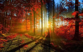 枫叶树林高清图片