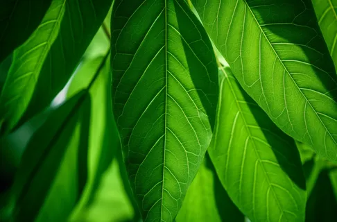 一棵树的特写绿叶摄影图