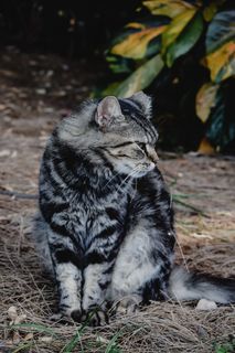 可爱猫咪猫猫摄影素材 可爱猫咪猫猫摄影素材