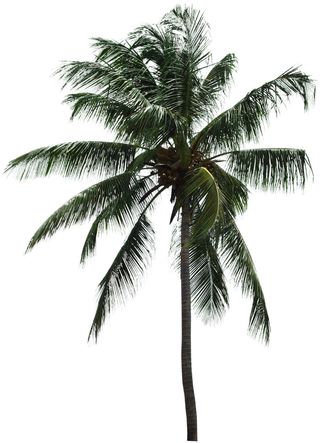 高清树木素材 免抠PSD植物素材 美术绘画园林贴图 树草灌木花草