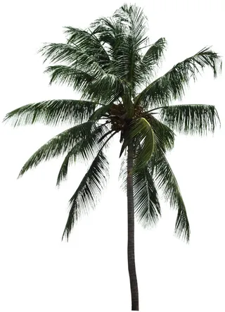 高清树木素材 免抠PSD植物素材 美术绘画园林贴图 树草灌木花草