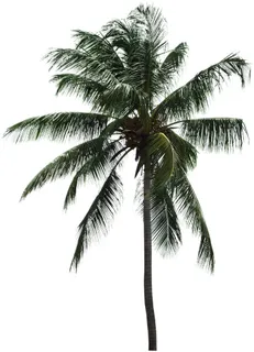 高清树木素材 免抠PSD植物素材 美术绘画园林贴图 树草灌木花草 高清树木素材 免抠PSD植物素材 美术绘画园林贴图 树草灌木花草