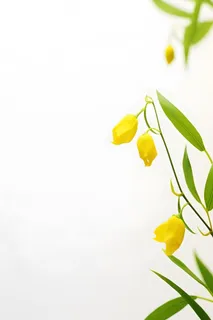 花朵黄色简约背景