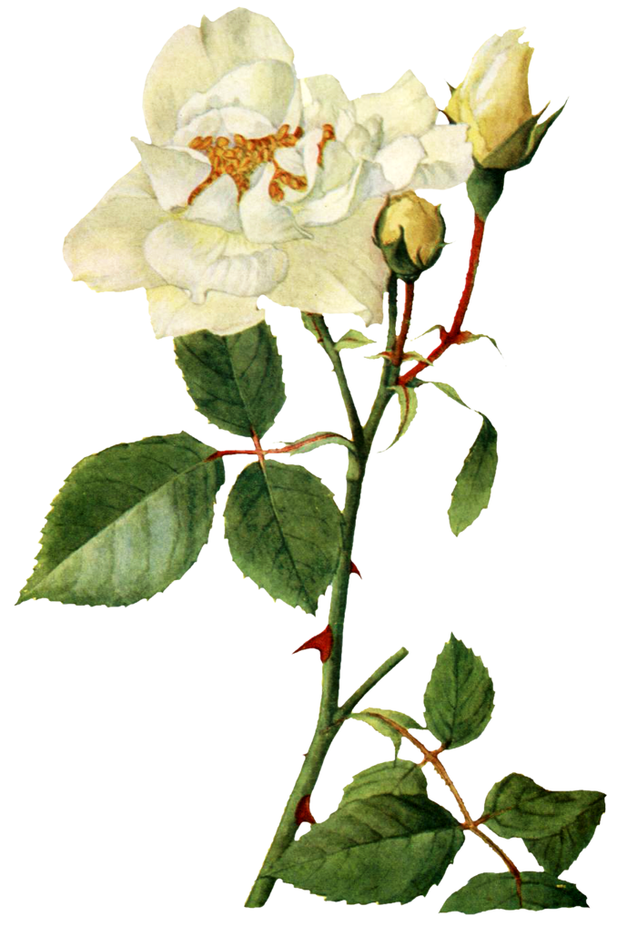 复古手绘植物花卉玫瑰花PNG免扣图案高清图片PS设计素材图