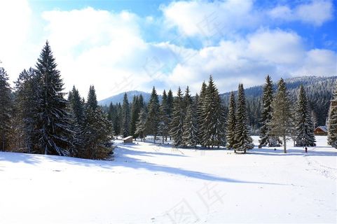 晴朗天空雪地树林风光摄影高清图片