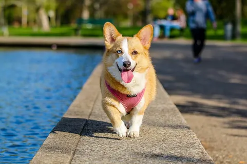 小型宠物犬柯基犬图片 小型宠物犬柯基犬图片