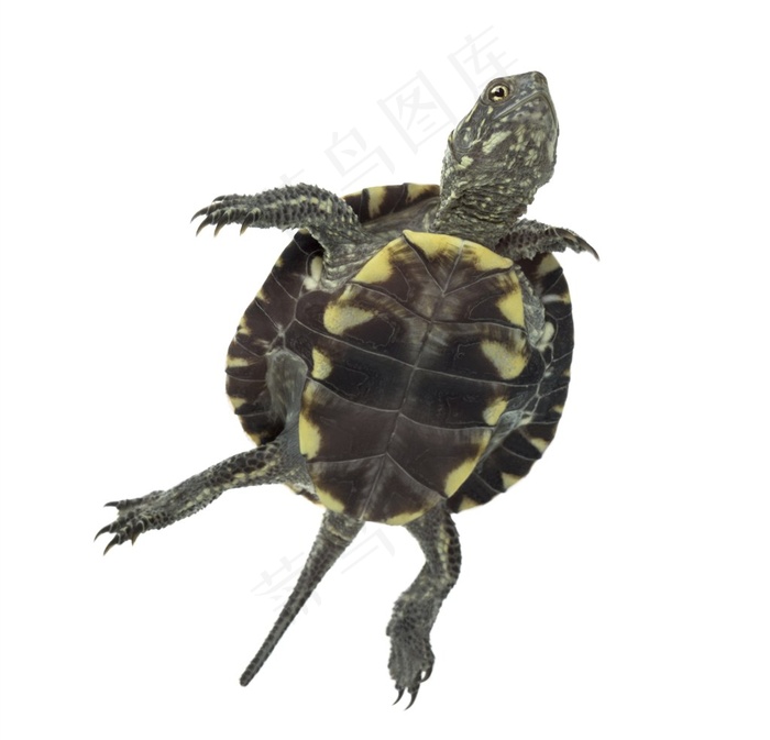 乌龟细节特写高清素材图片