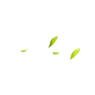 几片树叶飘在空中png免抠