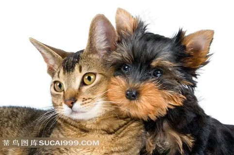 可爱萌宠狗狗和猫咪摄影