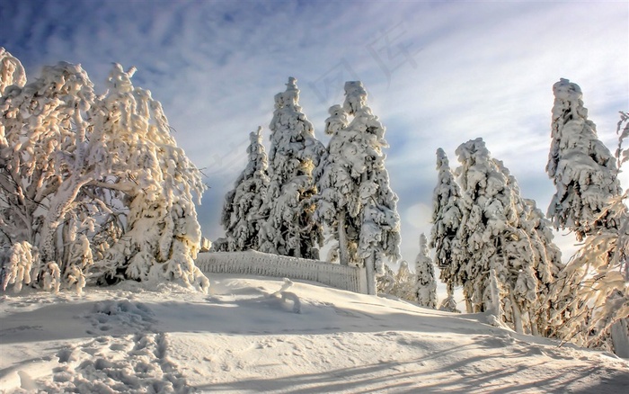 白雪下的大树林