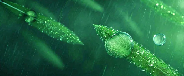 春天下雨天树叶草叶上的露珠水珠，谷雨雨水摄影图(1712x704)