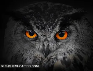 猫头鹰特写高清摄影图片