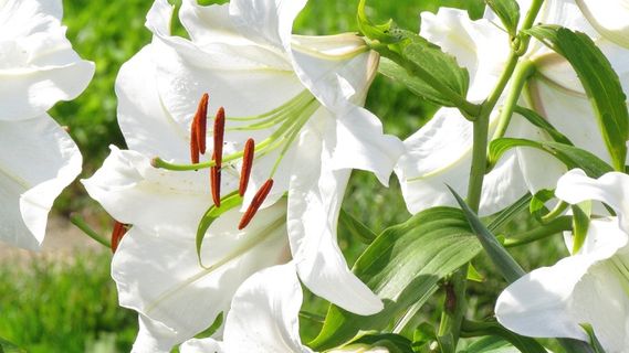 纯白色百合花图片 纯白色百合花图片