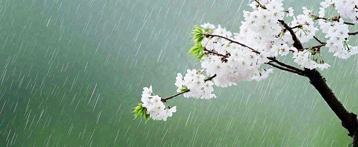春天下雨花朵谷雨，惊蛰，雨水摄影图(1712x704)