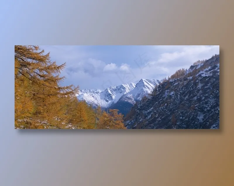 天空下雪山前的松树稍