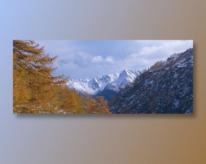 天空下雪山前的松树稍