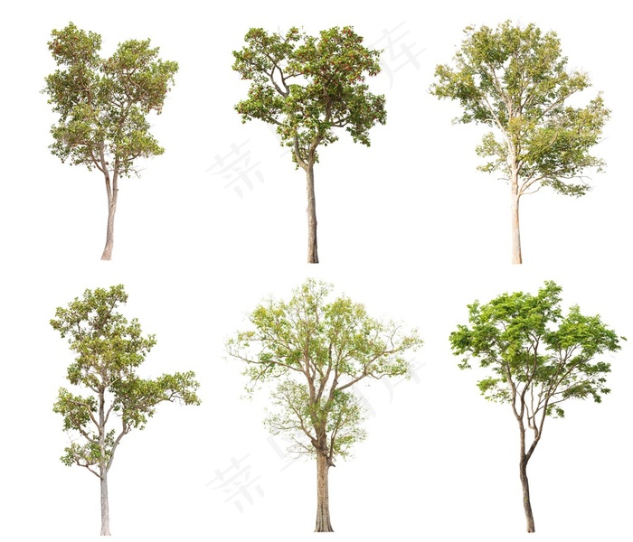 多种大树树木植物高清素材大图