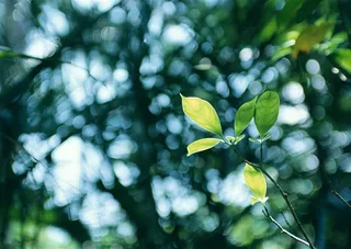 森林风景美丽的摄影图片