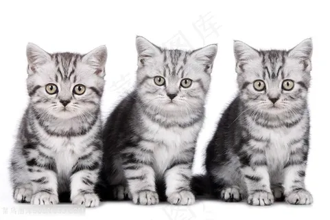 三只小花猫咪图片 三只小花猫咪图片