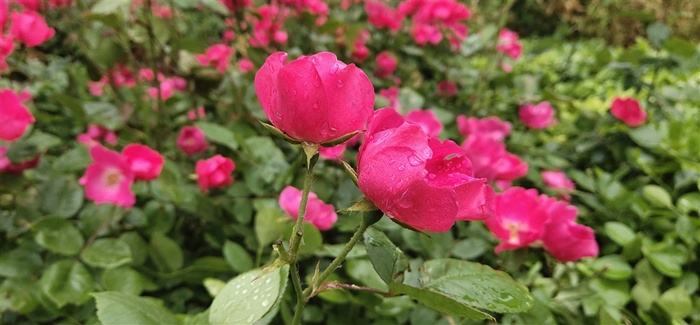 雨后月季花玫瑰花