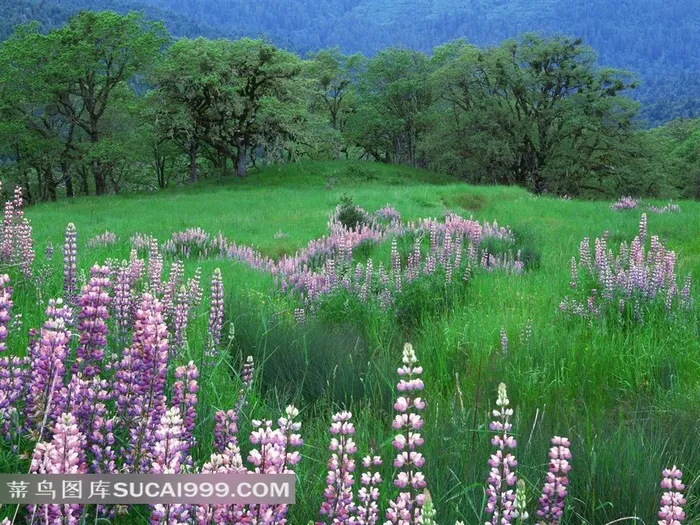 美丽紫色鲜花草地树林