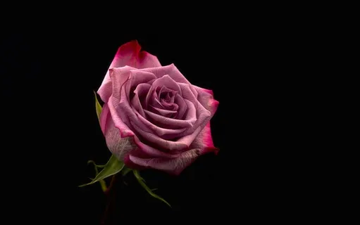 玫瑰鲜花矢量图 玫瑰鲜花矢量图