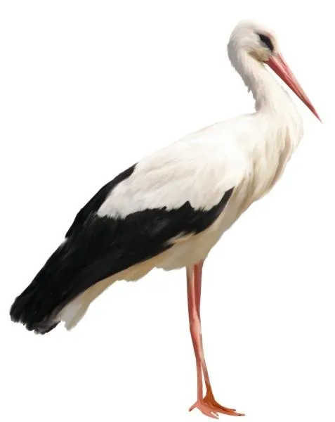 鹳 PNG免抠(477x600)