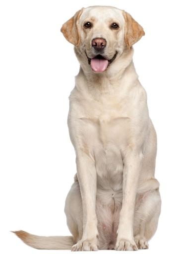 拉布拉多犬 PNG免抠(600x869)