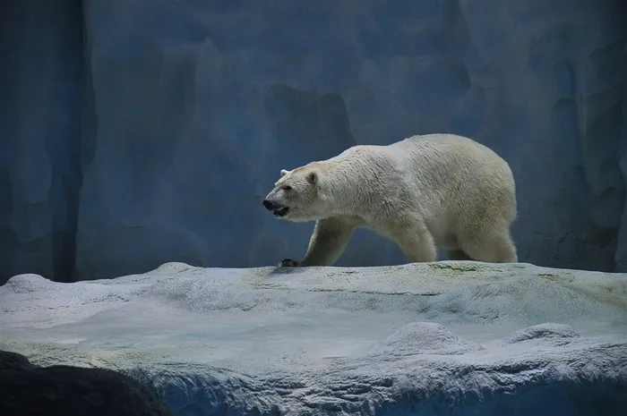 北极熊图片素材