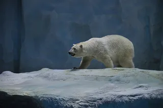 北极熊图片素材