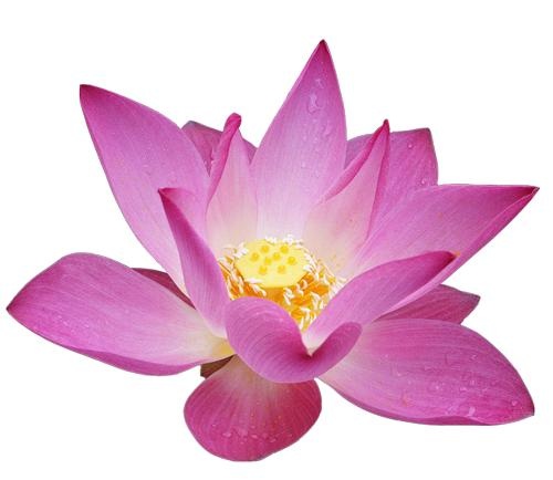 莲花 PNG免抠(500x434)
