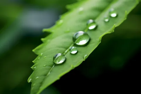 绿色清新水滴绿叶背景图