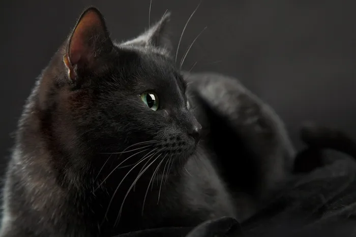 一只纯黑色的猫