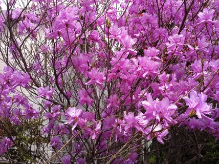 生机勃勃杜鹃花图片 生机勃勃杜鹃花图片