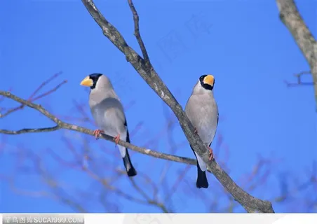 枝头上2只的小鸟 枝头上2只的小鸟