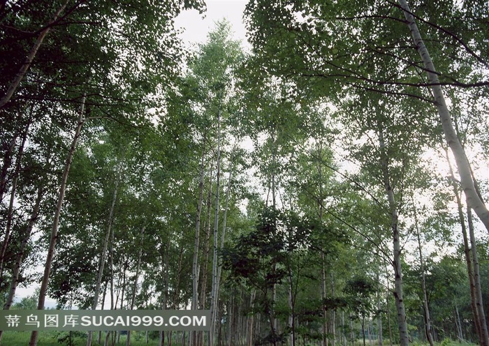 树林风景摄影唯美图