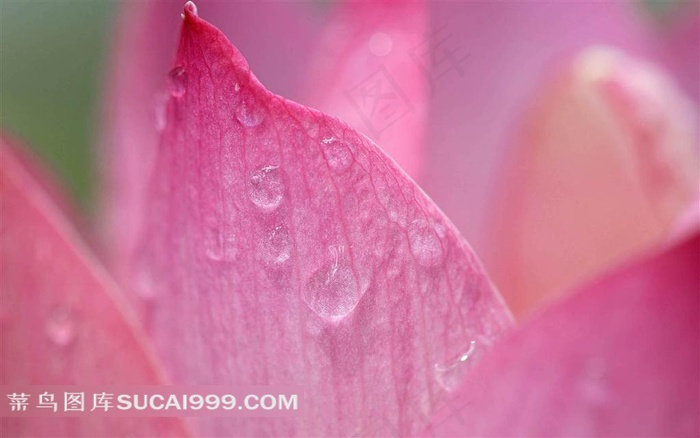 荷花高清特写图片
