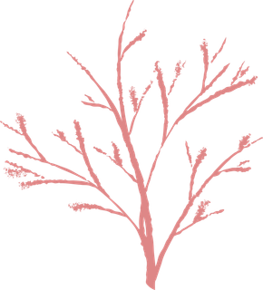 粉色  花朵   粉色  花朵