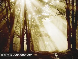 透过树木射下来的光芒图片