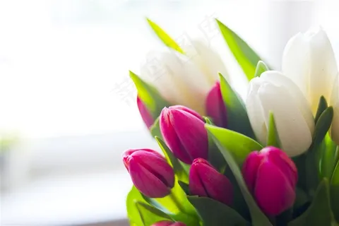 郁金香花束鲜花图片