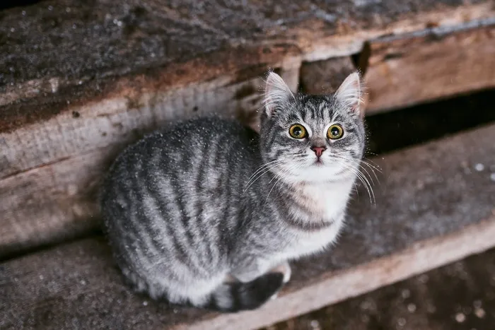 可爱猫咪猫猫摄影素材