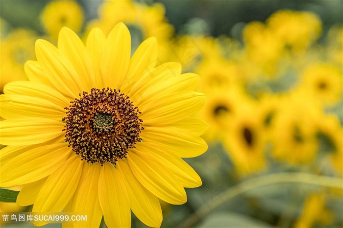 向日葵图片高清