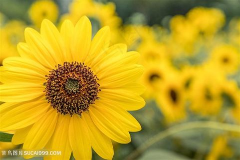 向日葵图片高清 向日葵图片高清