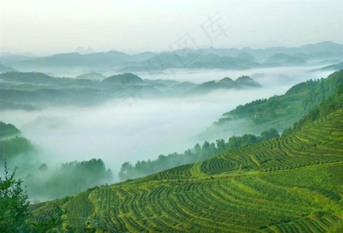 茶园景色高清图片