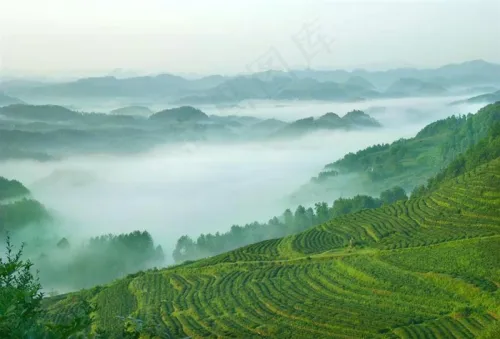 茶园景色高清图片